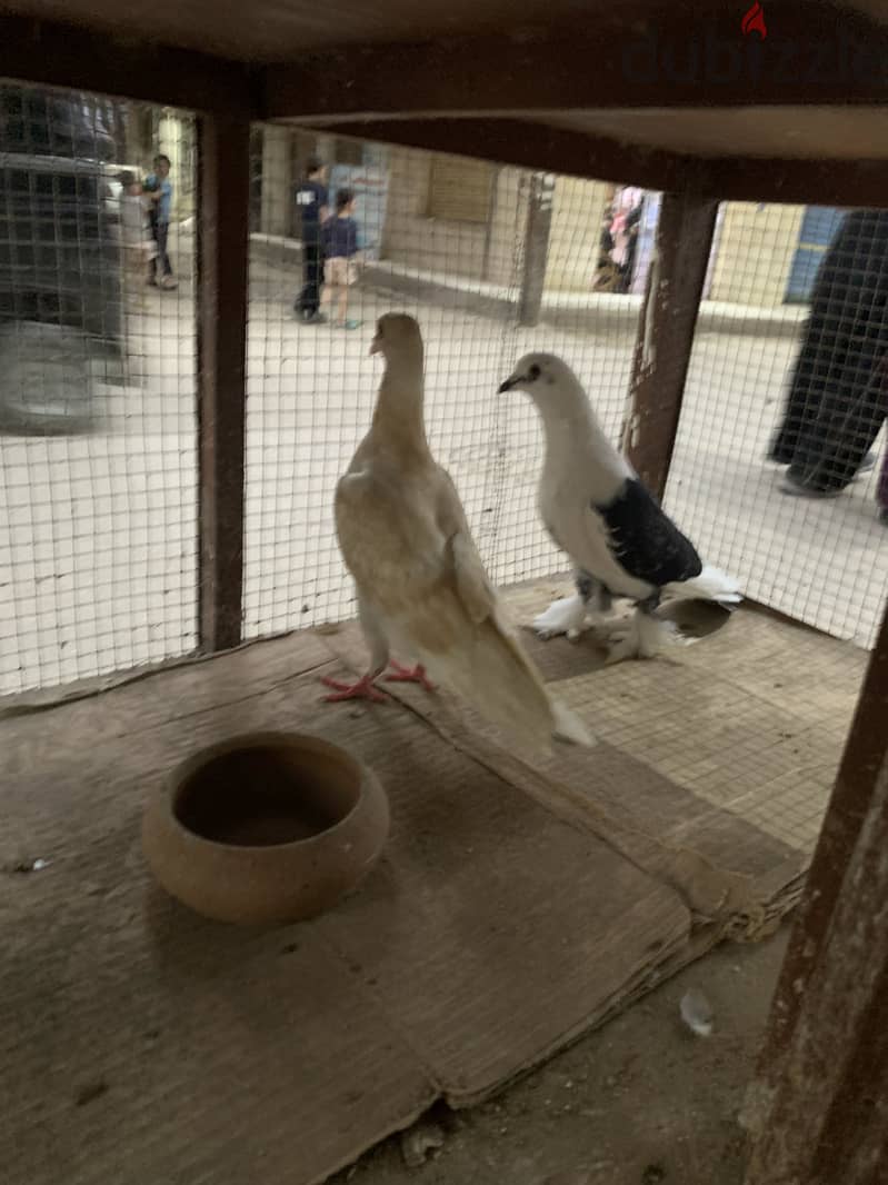 حمام بلدي 1