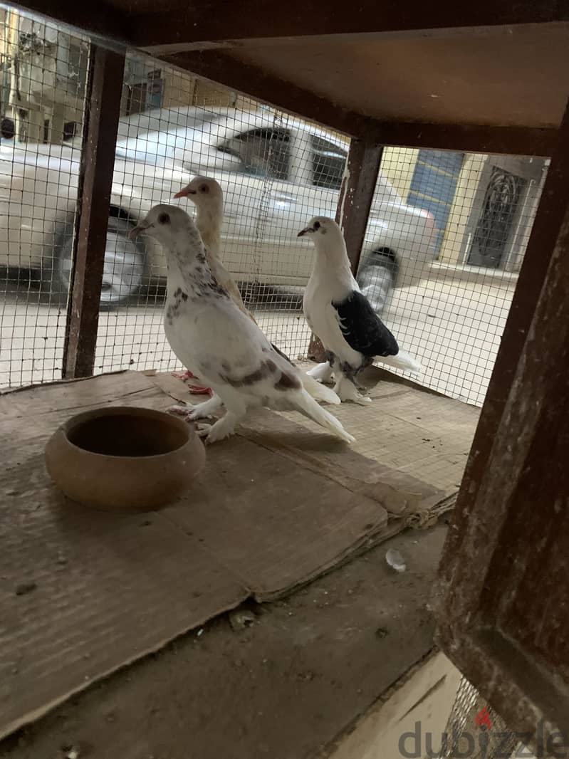 حمام بلدي 3