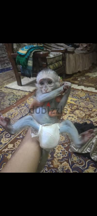 نسناس بيبي 50يوم بياكل كل حاجة متاح توصيل لاي مكان