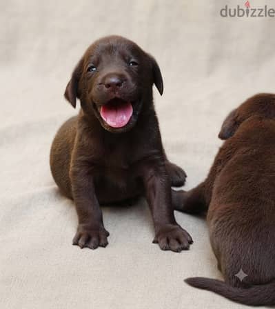 Labrador chocolate puppies