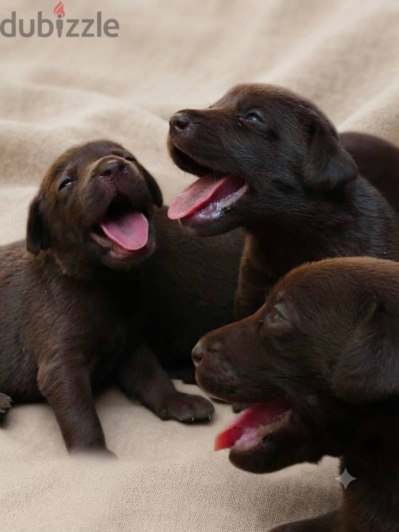 Labrador chocolate puppies 1