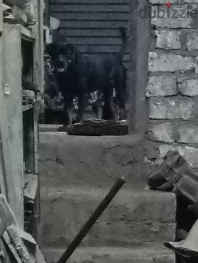 امبابه القوميه