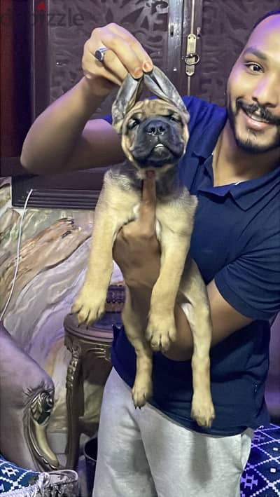 canecorso puppies