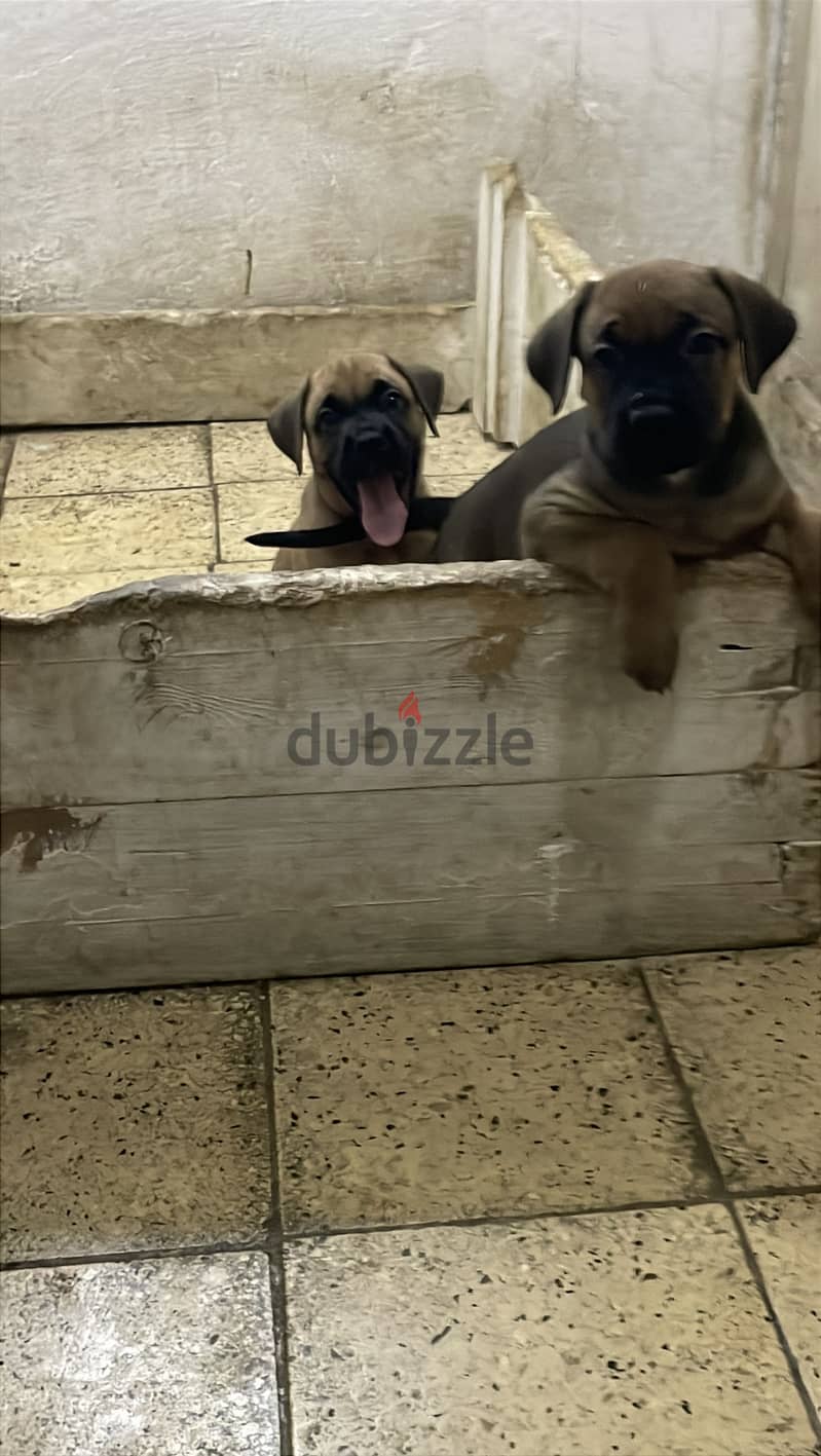 canecorso puppies 1