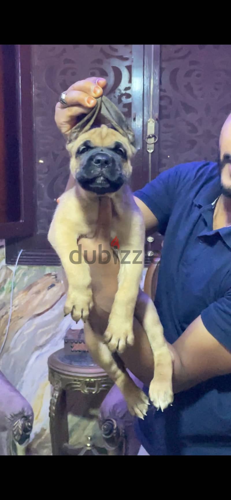 canecorso puppies 3
