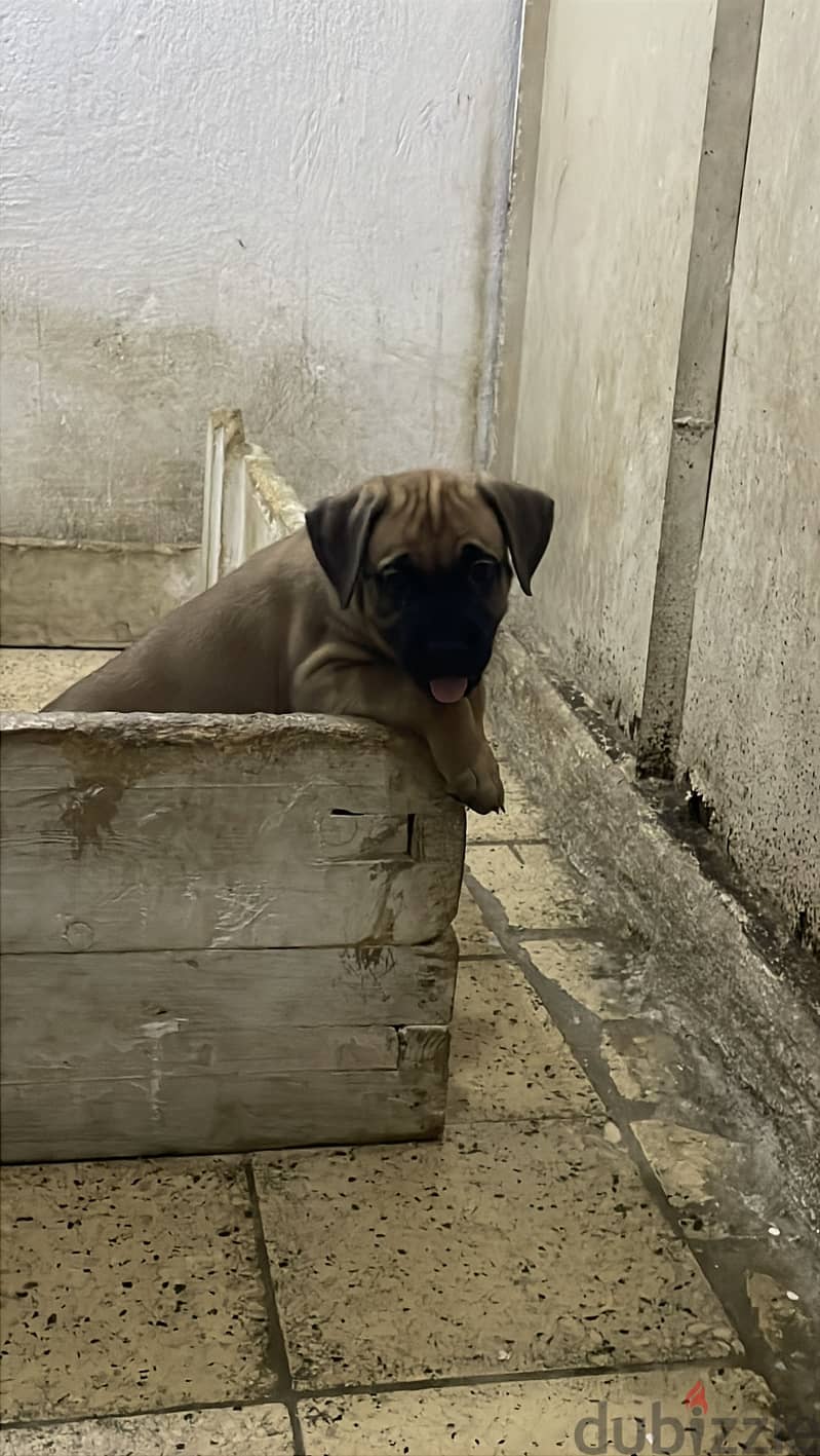 canecorso puppies 4
