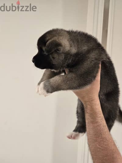 Female Akita puppy is here!!