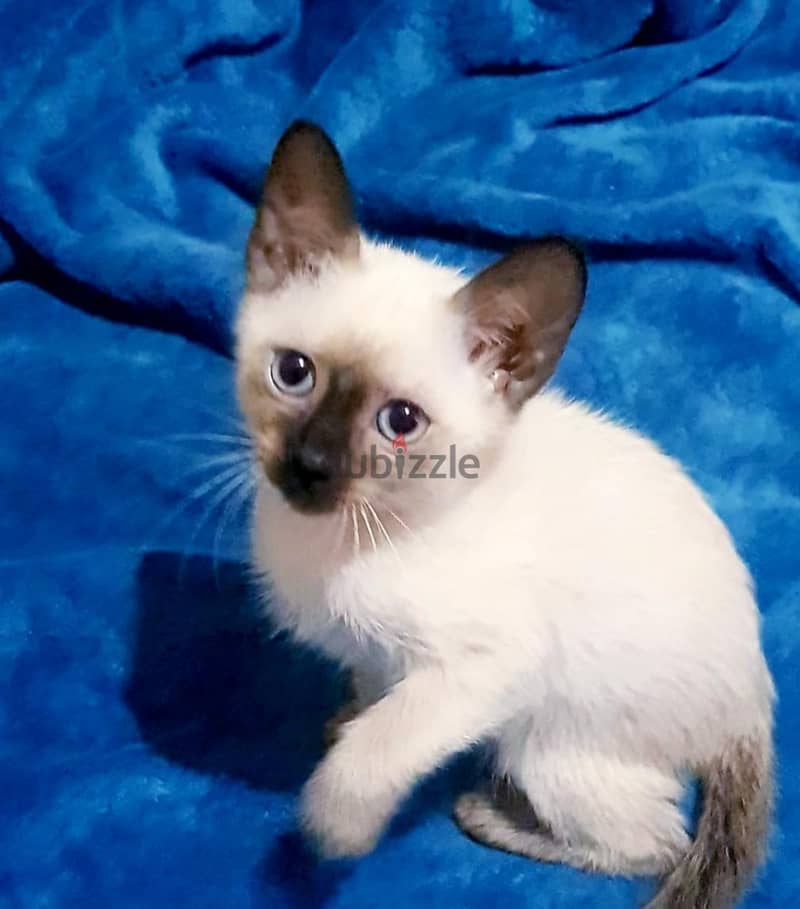 سيامي سيامى Siamese kitten 1