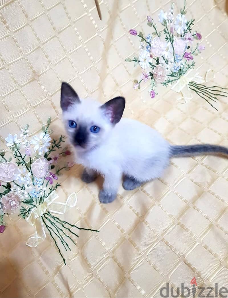 سيامي سيامى Siamese kitten 2