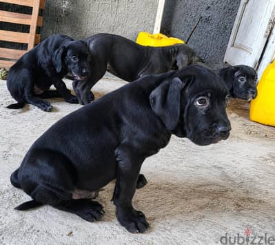 cane Corso puppies