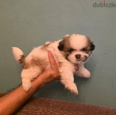 40 days shih tzu
