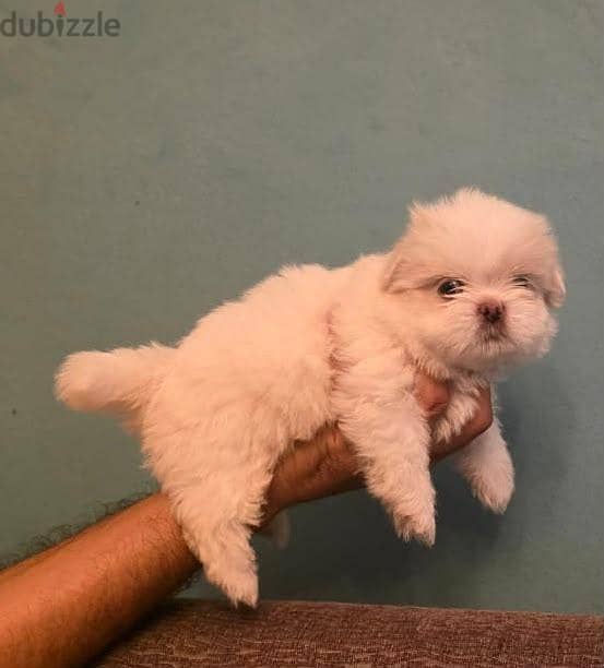 40 days shih tzu 1