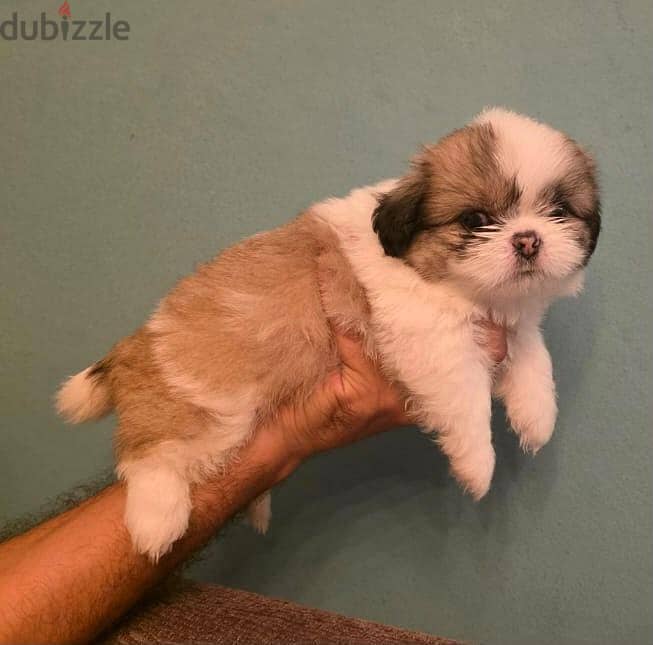 40 days shih tzu 2