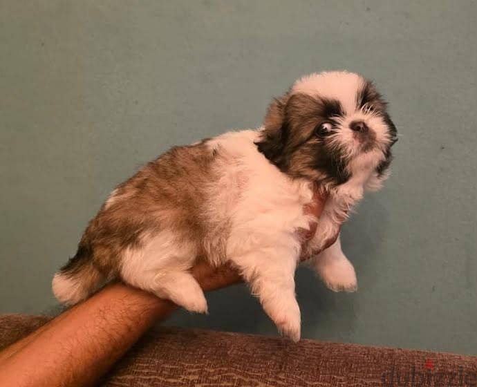 40 days shih tzu 3