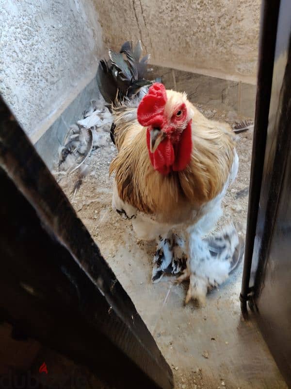 عين شمس 2