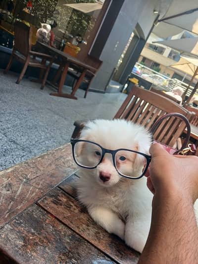 جريفون فرنساوي بيور