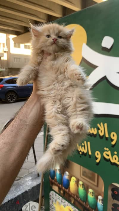 دباديب شيرازي بيور