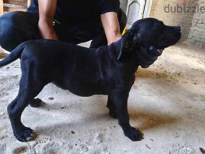 Cane corso puppies are here!!