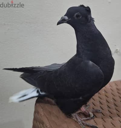 زغلولين بديره وعبسي