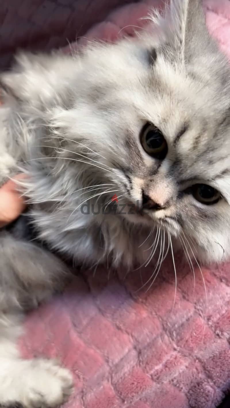 بيع قطط 2