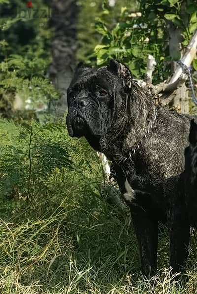 Cane corso كين كورسو