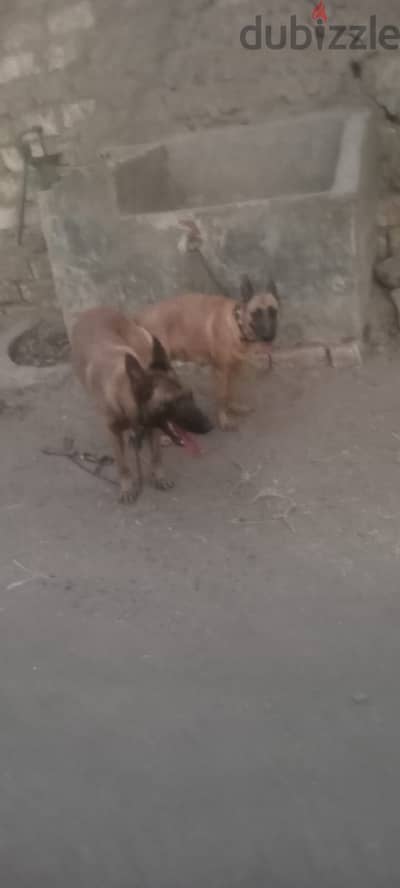 كلبه. مليونوا استندرًً.  فريخه.  مخلفه.  عشين
