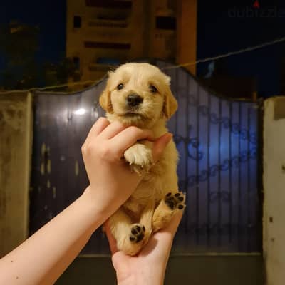 Golden retriever puppy