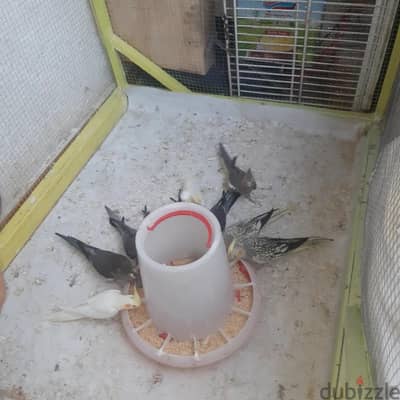 كوكتيل لاتيني وايزابيل وحبشي للبيع