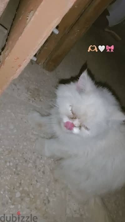 قطط شيرازي