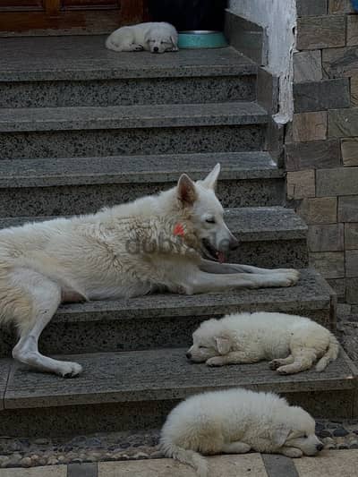 Royal swiss red nosed shepherds