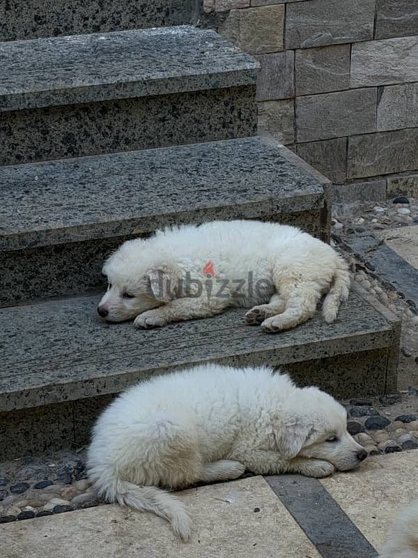 Royal swiss red nosed shepherds 2