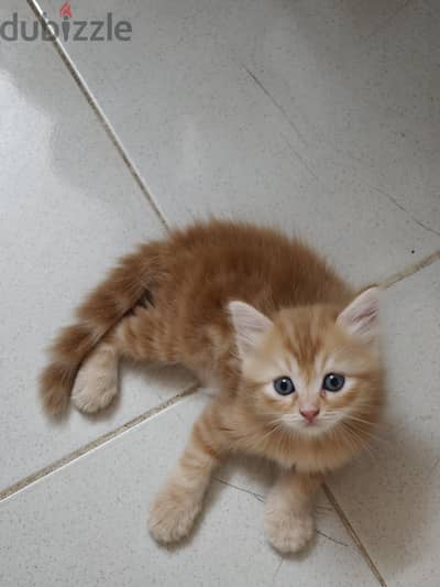 كيتن شيرازي مخلط Domestic Longhair - ملامح ( مون فيس ) - عمر : شهرين