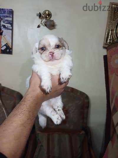 جرو هافينيز