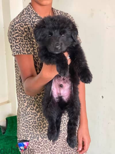 royal black German shepherd puppies top quality_ جراوي رويال بلاك