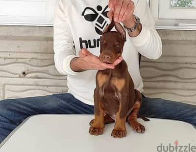 Doberman puppies with top quality _ دوبرمان جراء خط دم عالي