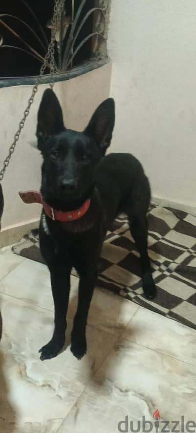 Male Malinois Dog for Sale