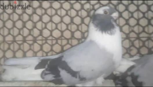 قص حمام بولق خضر