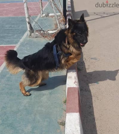 اقوى كلب جيرمان عمر سنه وشهرين