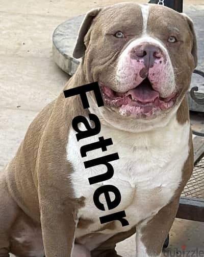 Puppies american classic bully pitbull