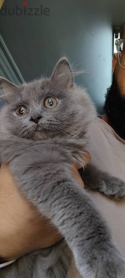 Scottish Straight Longhair Kitten (Female - 3 Months)