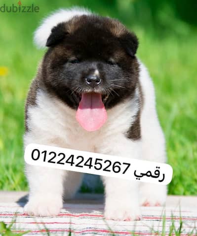 American Akita