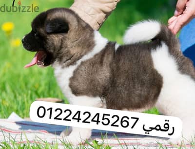 Amercan akita امريكان اكيتا