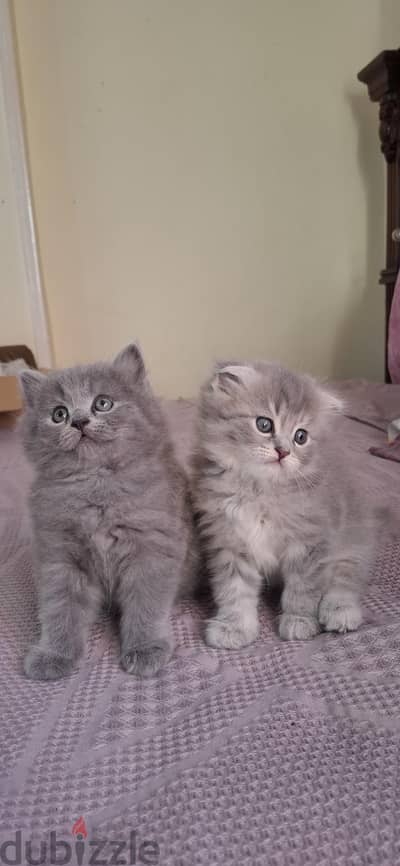 Scottish fold male lilac