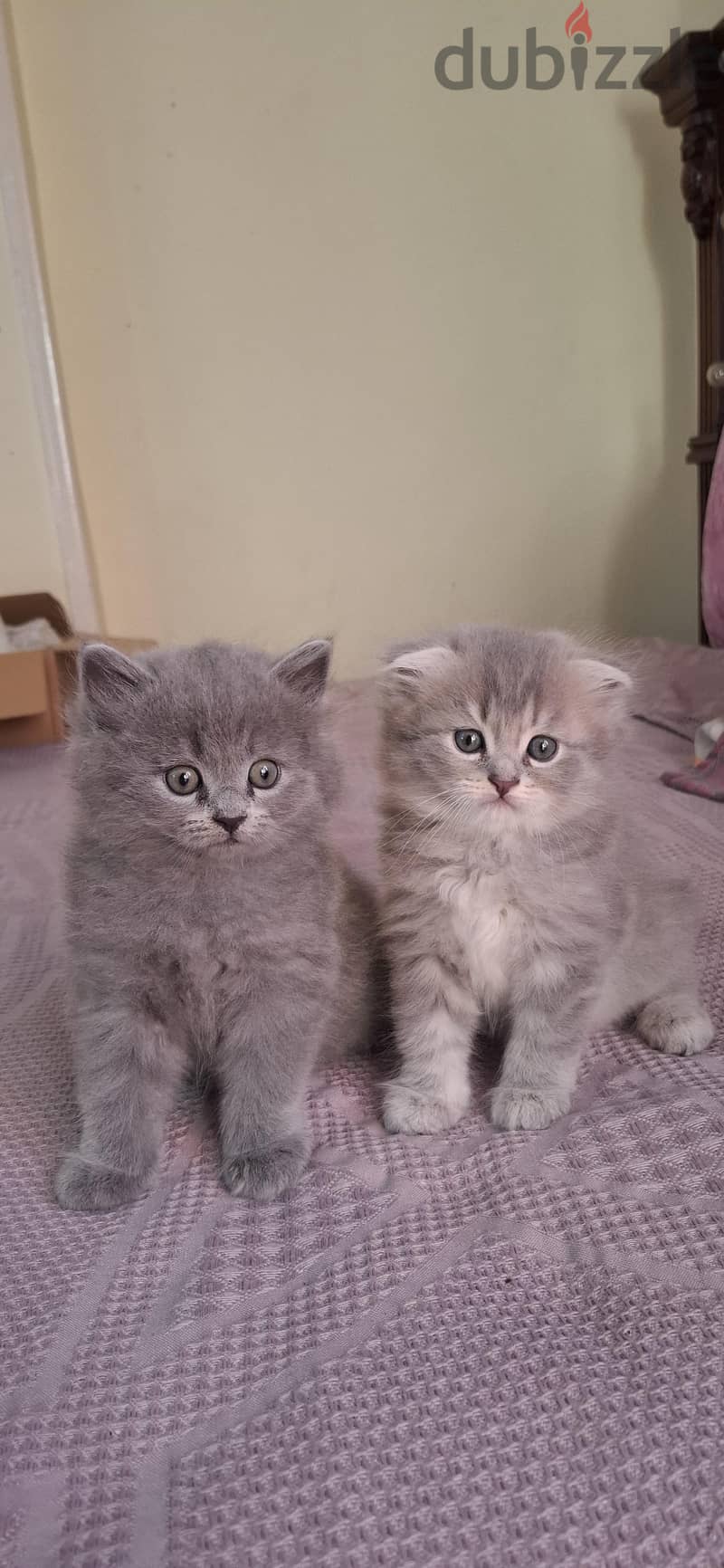 Scottish fold male lilac 1