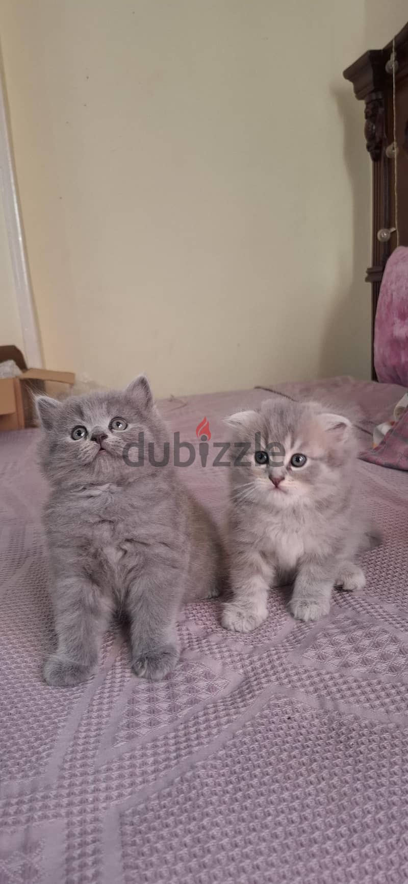Scottish fold male lilac 2