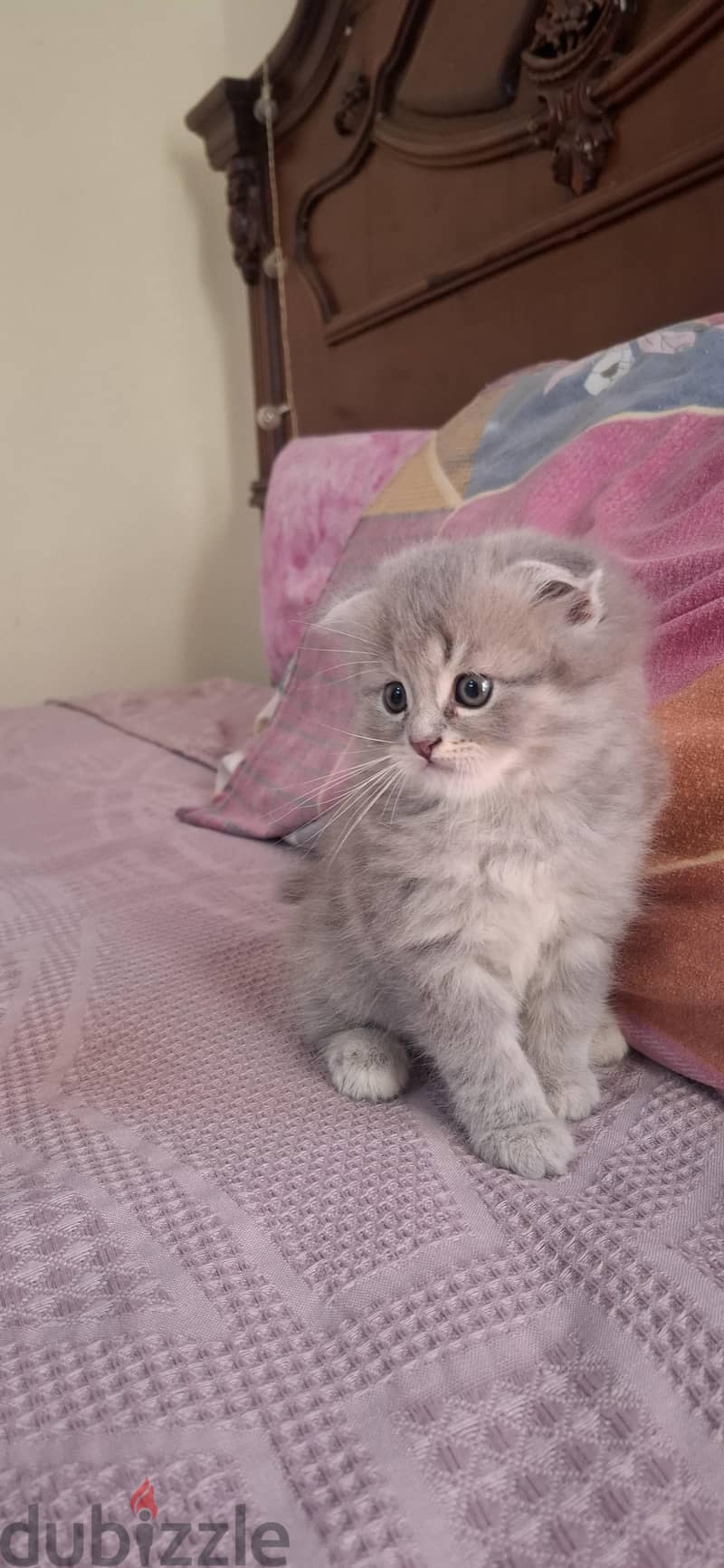 Scottish fold male lilac 3