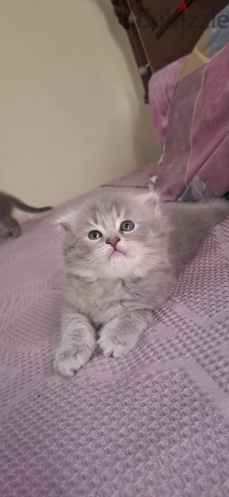 Scottish fold male lilac 4