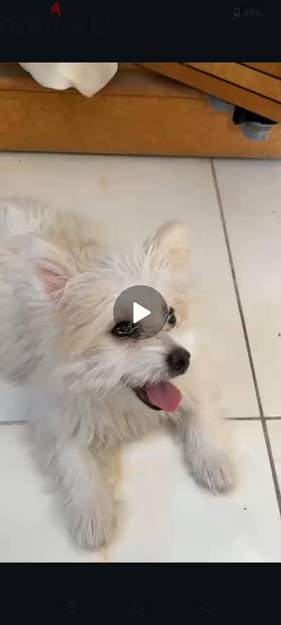 dog name is vika