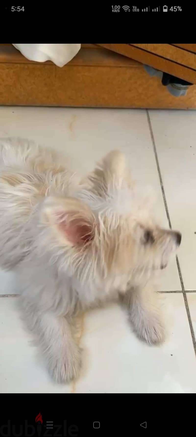 dog name is vika 1