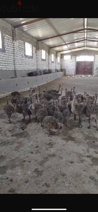 بيض وكتاكيت نعام  من اسبوع الى 8 اشهر